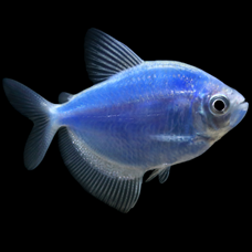 GloFish - * Tetra - Cosmic Blue - 1-2 inch - Quantity of 6 - Special Order